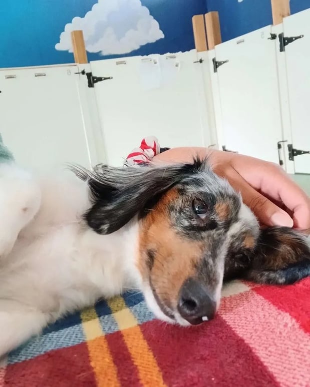 Images Wagging Tails Doggie Daycare & Boarding