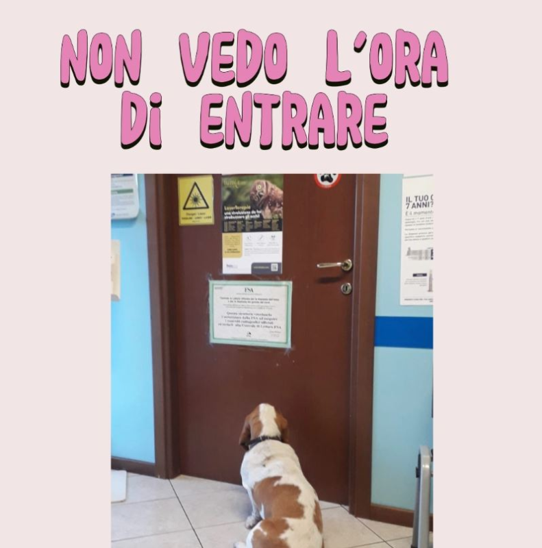 Images Ambulatorio Veterinario San Rocco - Dr.ssa Eleonora Bonacina