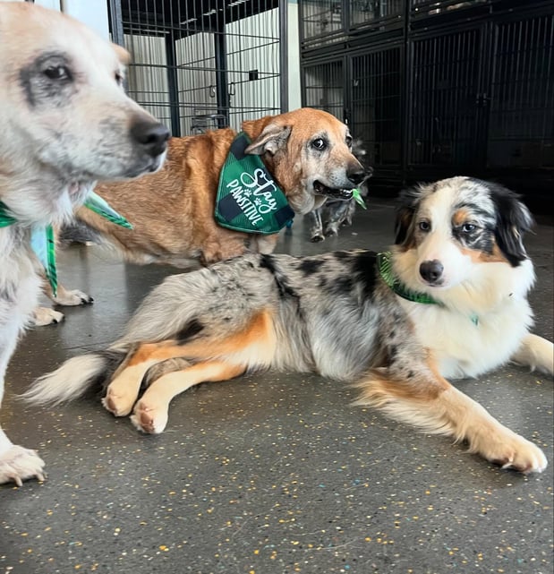 Images Pet Dynasty: Boarding  Daycare  Grooming & Training Academy