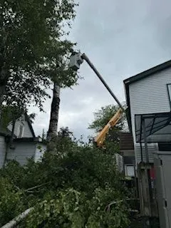 Aubertin Tree Service Image