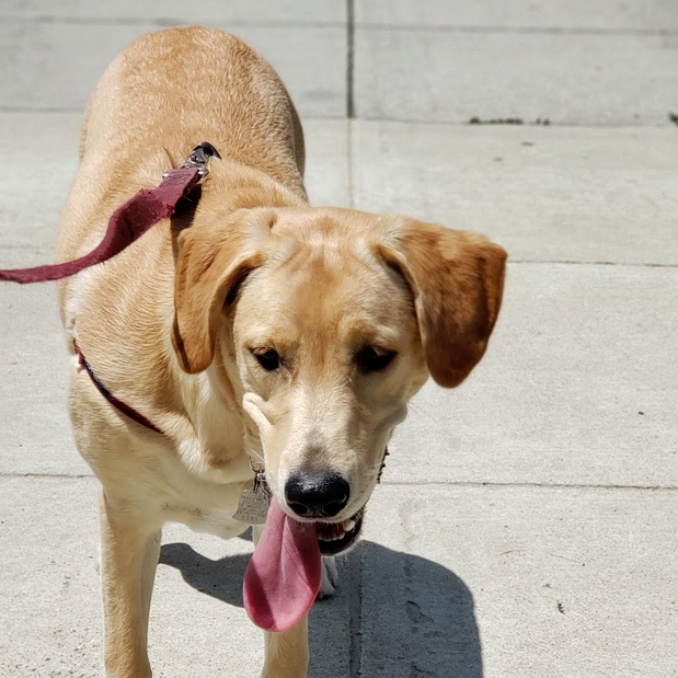 Images Danny's Pet Care LLC
