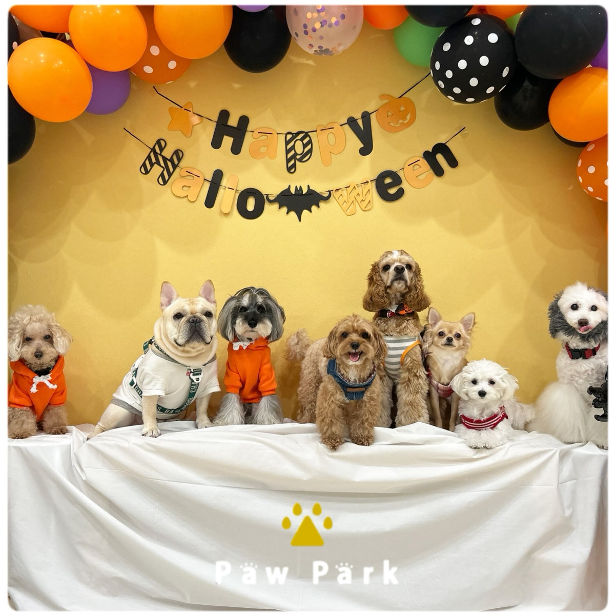 Images PawPark 犬のようちえん 高槻店