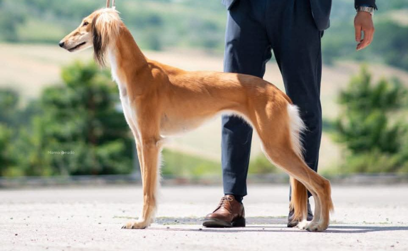 Images Come D'Incanto Toelettatrici e Beauty