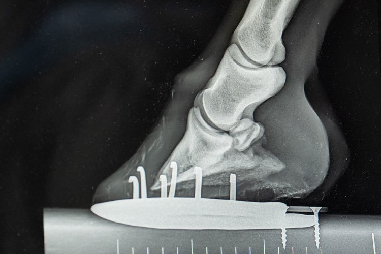 Images Biri Hesteklinikk