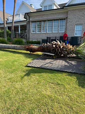 Images A Cut Above Tree Experts