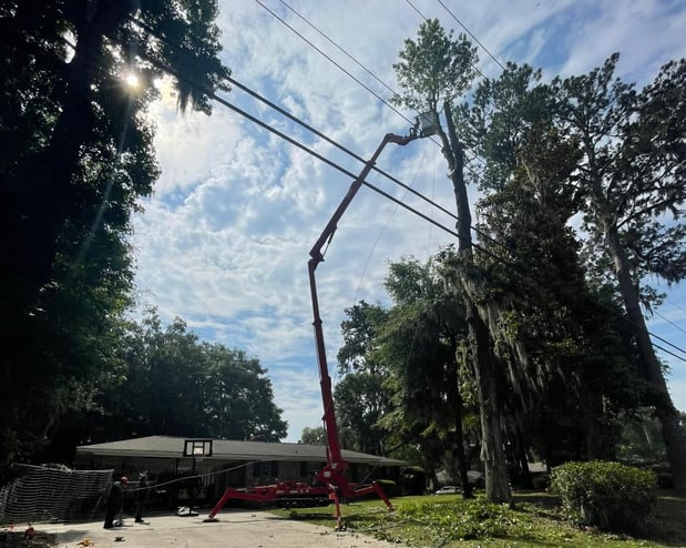 Images Magana Tree Service