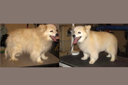 download bow wow dog grooming download bow wow dog grooming