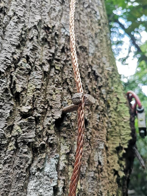 Cali-Flora Tree Service