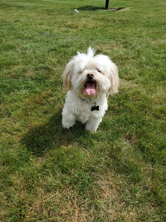 Images Kao Xiong - State Farm Insurance Agent