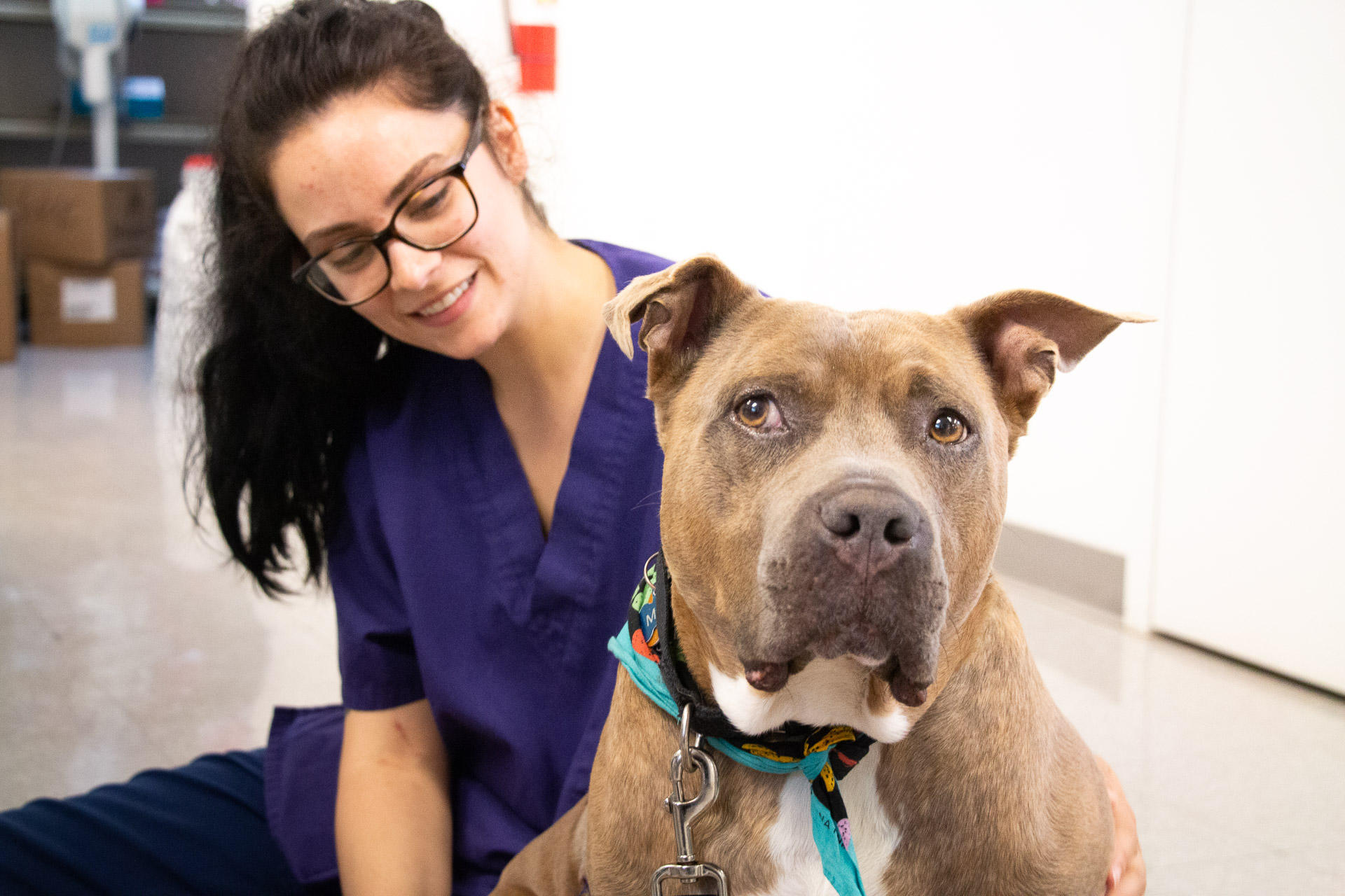 Pet clinic. Ветеринарный мир. Самые крупные ветклиники в мире. Интересное открытие в мире ветеринарке. Ветклиника Хромова 84.