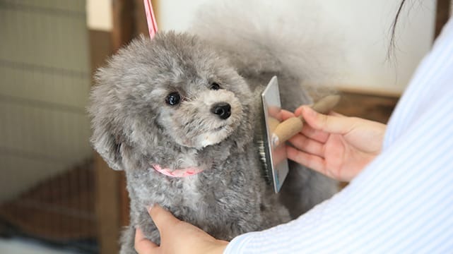 Images わんわんスタイルANNE