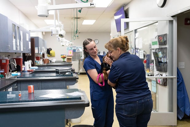 Images VCA Angel Animal Hospital