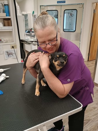 Images VCA AVH Animal Hospital