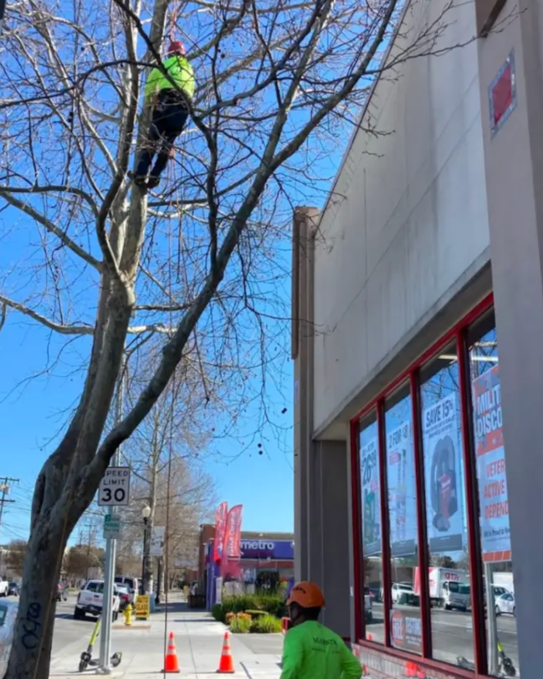 Majestic Tree Service