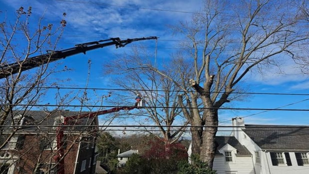 Images Jay's  Tree Service