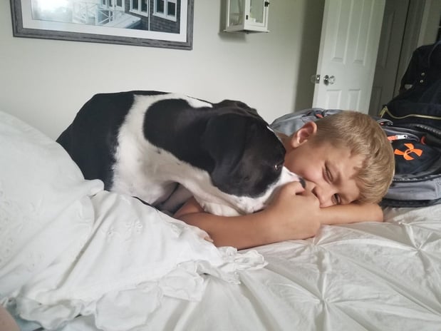 Images Premier Pack Dog Training And Behavaior Solutions