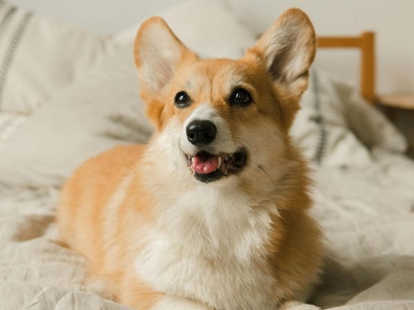 Images My Pet Dog トリミングルーム