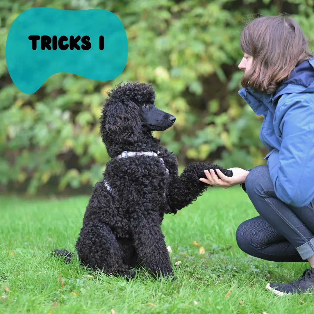 Image of Local Pet Event Dog Training Tricks I (6 Week Course) Nearby