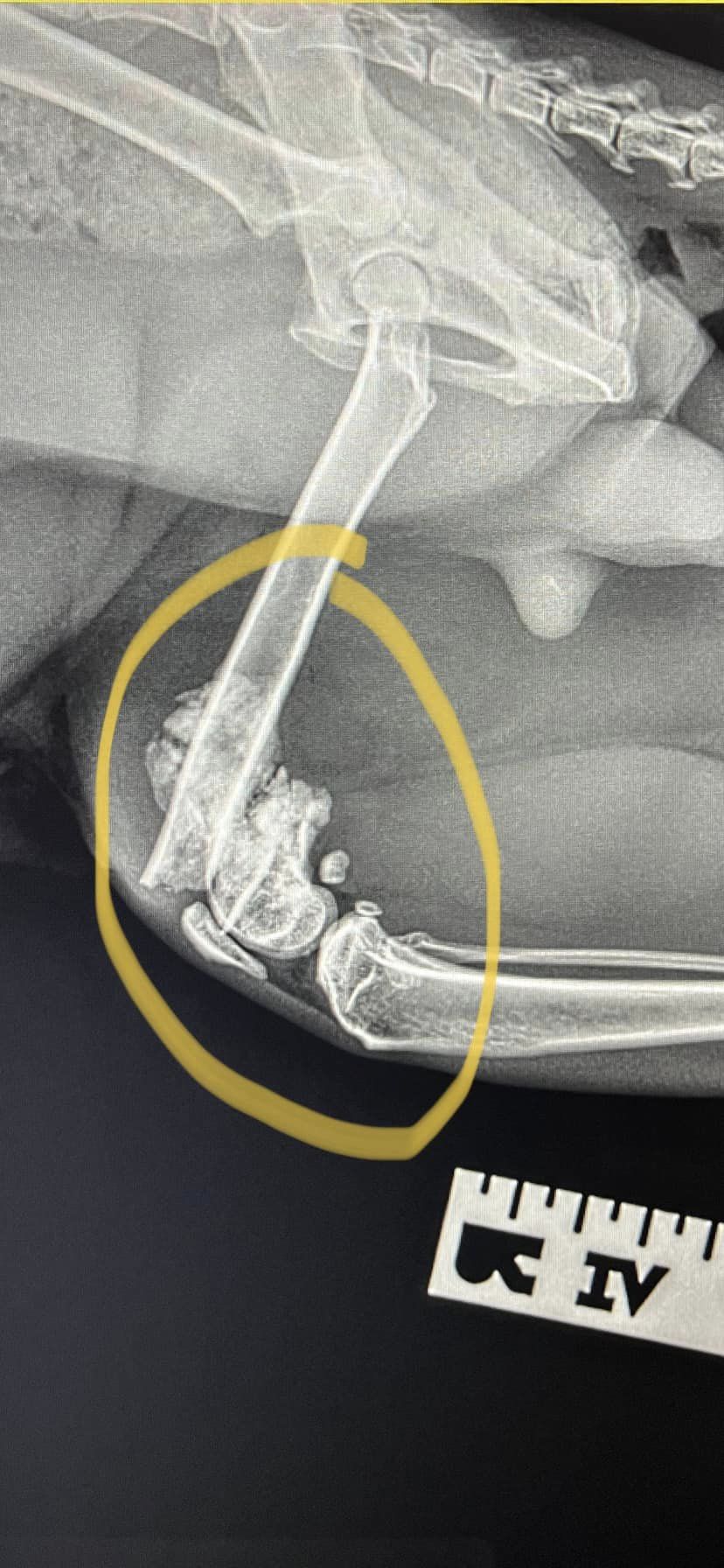 Images Streatham Hill Veterinary Surgery