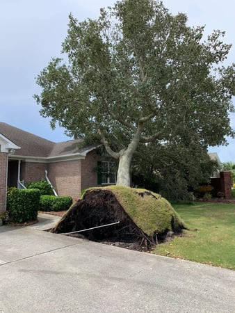 Images A Cut Above Tree Experts