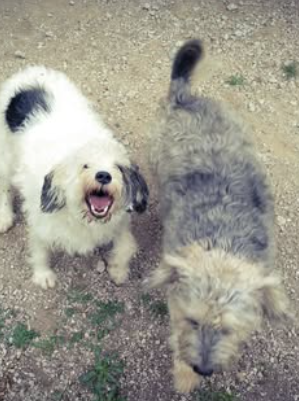 Images Mes K Gossos Centre Caní