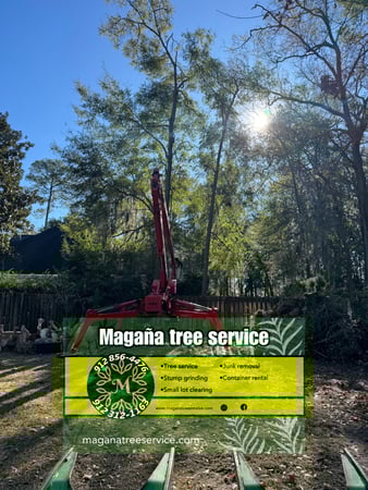 Images Magana Tree Service