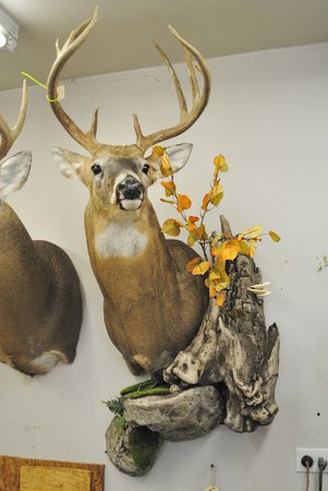 Images Howard Barnes Taxidermy