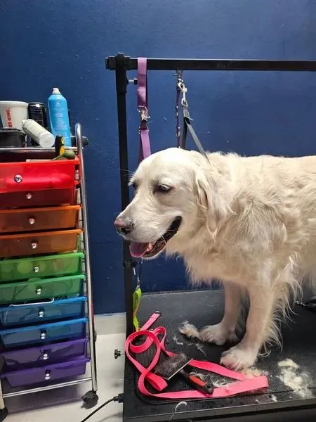 Pawllywood Kingdom Image