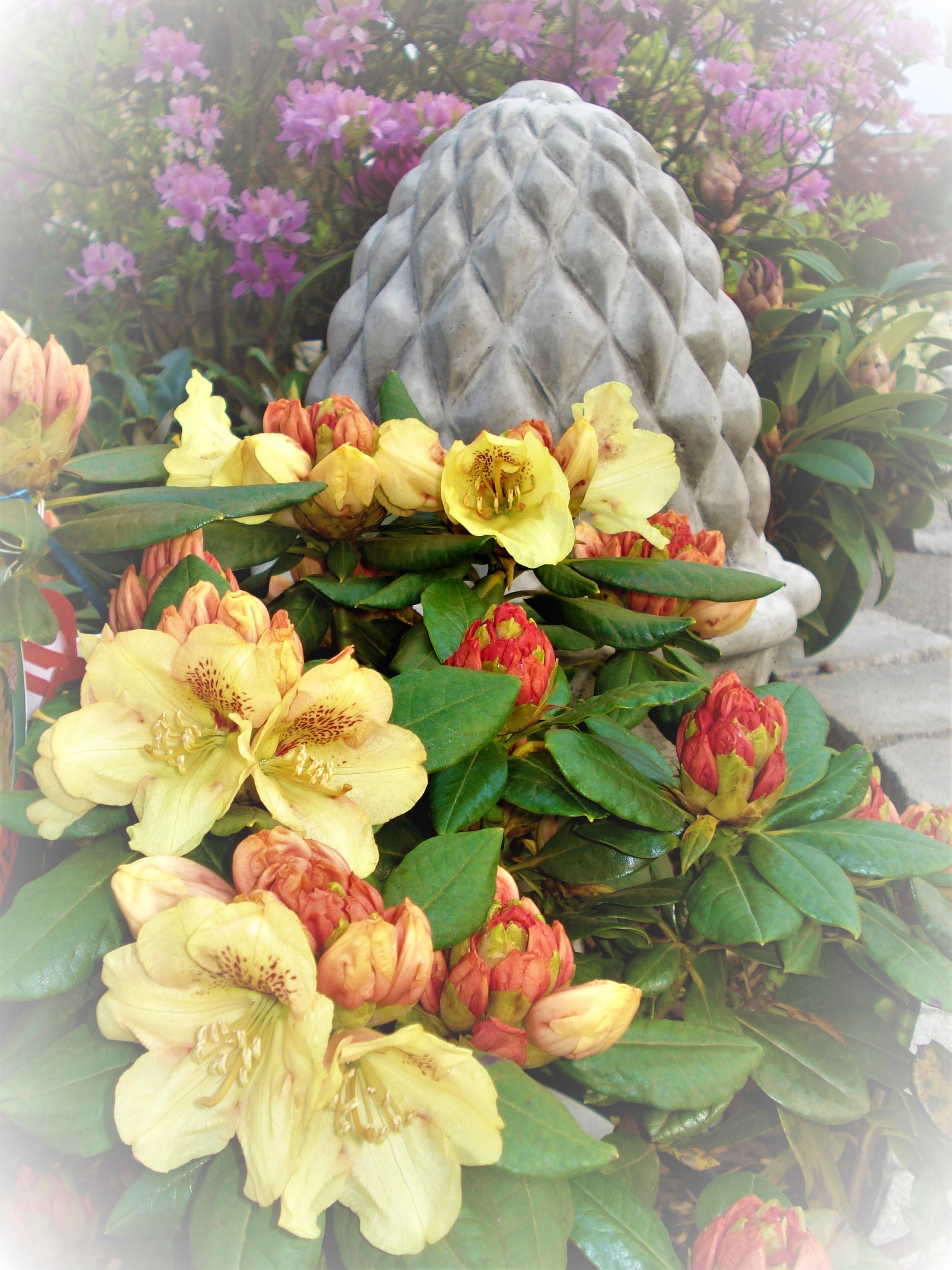 Bild 5 Martin Bayer GbR Garten- und Landschaftsbau, Pflanzenvermietung und Martin Bayer Baumschule in Haar