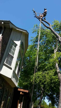 Images 3 Alarm Tree Rescue