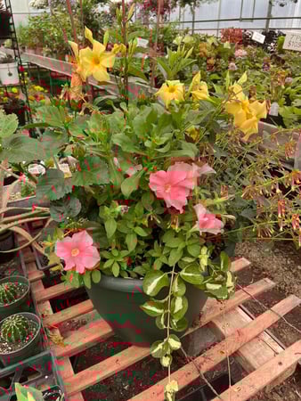 Images Mary's Greenhouse