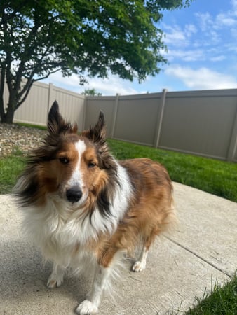 Images VCA Green Animal Hospital