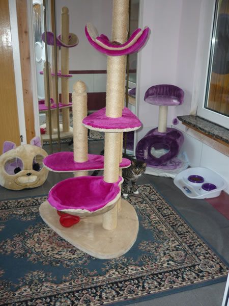 Katzenpension 