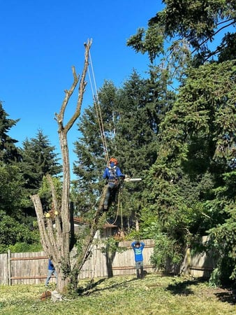 Images Brothers Tree service & Landscaping