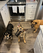 Images Dog Pawpa K9 Connection