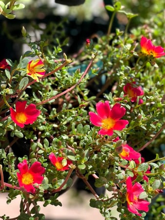 Images CW Willis Landscaping & Garden Center