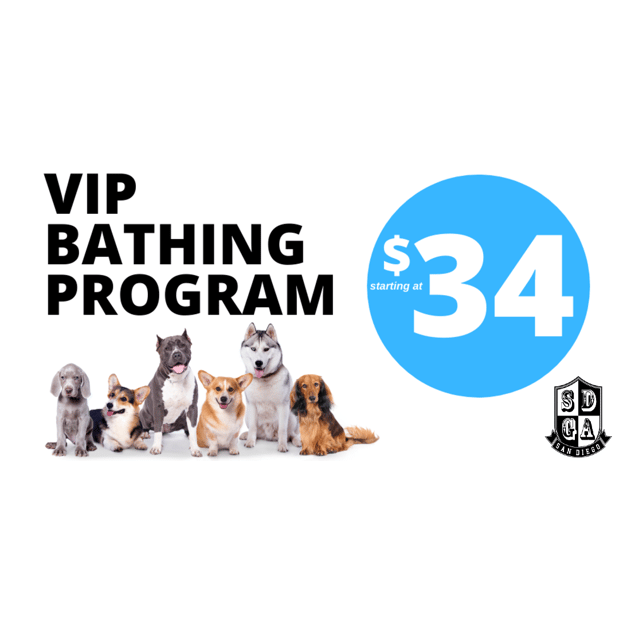 Images San Diego Grooming Academy