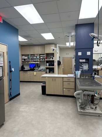 Images CityVet | Castle Hills Veterinary Clinic & Urgent Care