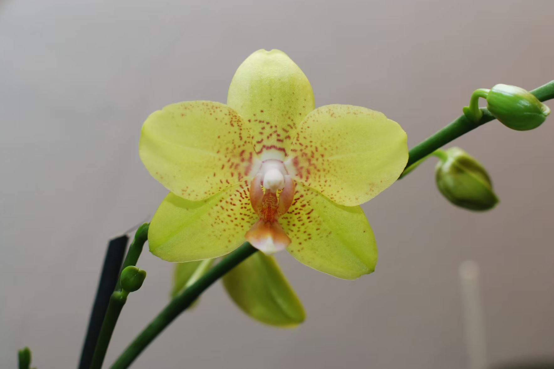 Bilder Bullo Luca Fiori