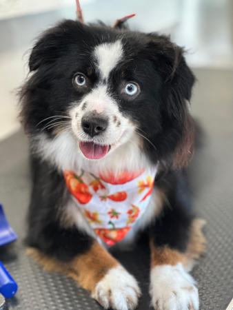Images Space Coast Mobile Dog Grooming