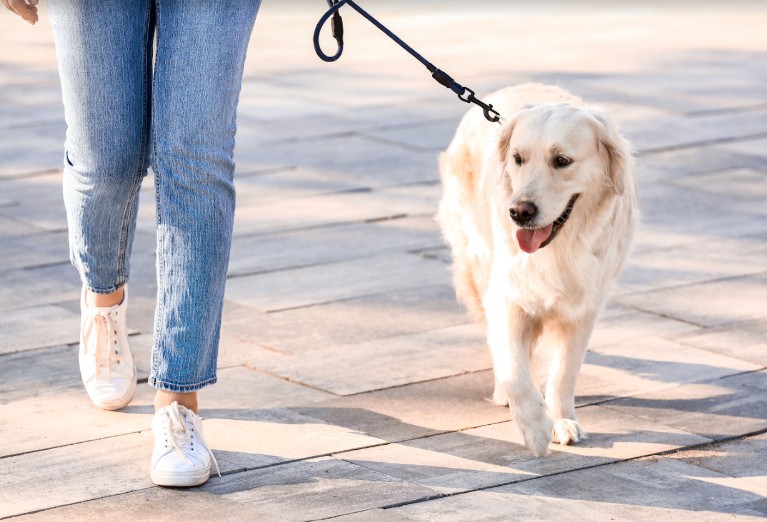 Images Lucky Dog Pet Services