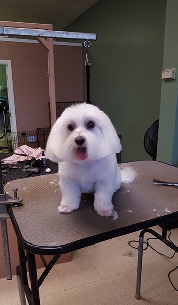 Images Man's Best Friend Dog Grooming
