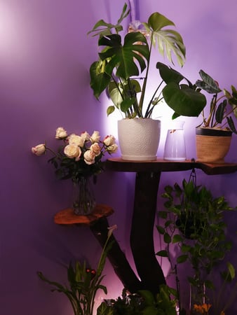Images Dream Spa