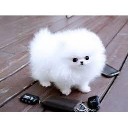 POMERANIAN PUPPIES FOR SALE/ADOPTION