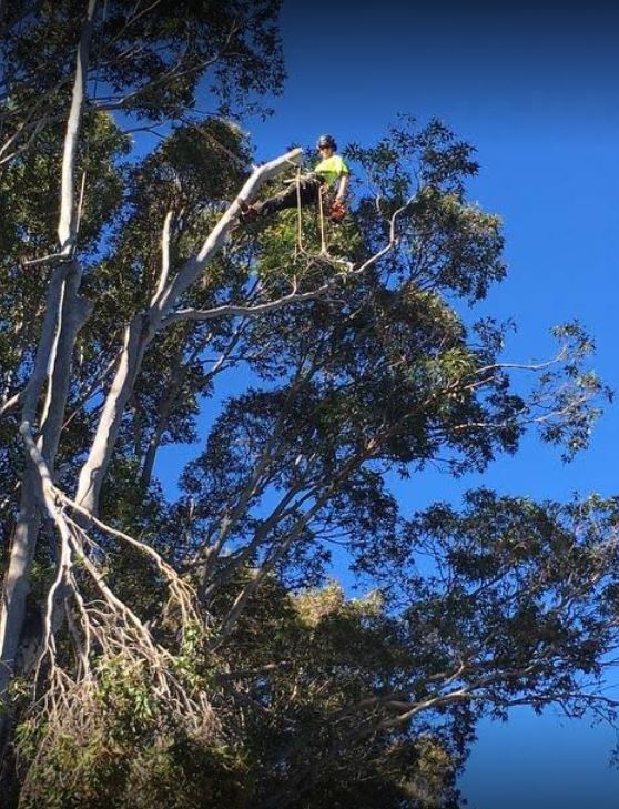 Images Horizon Total Tree Service