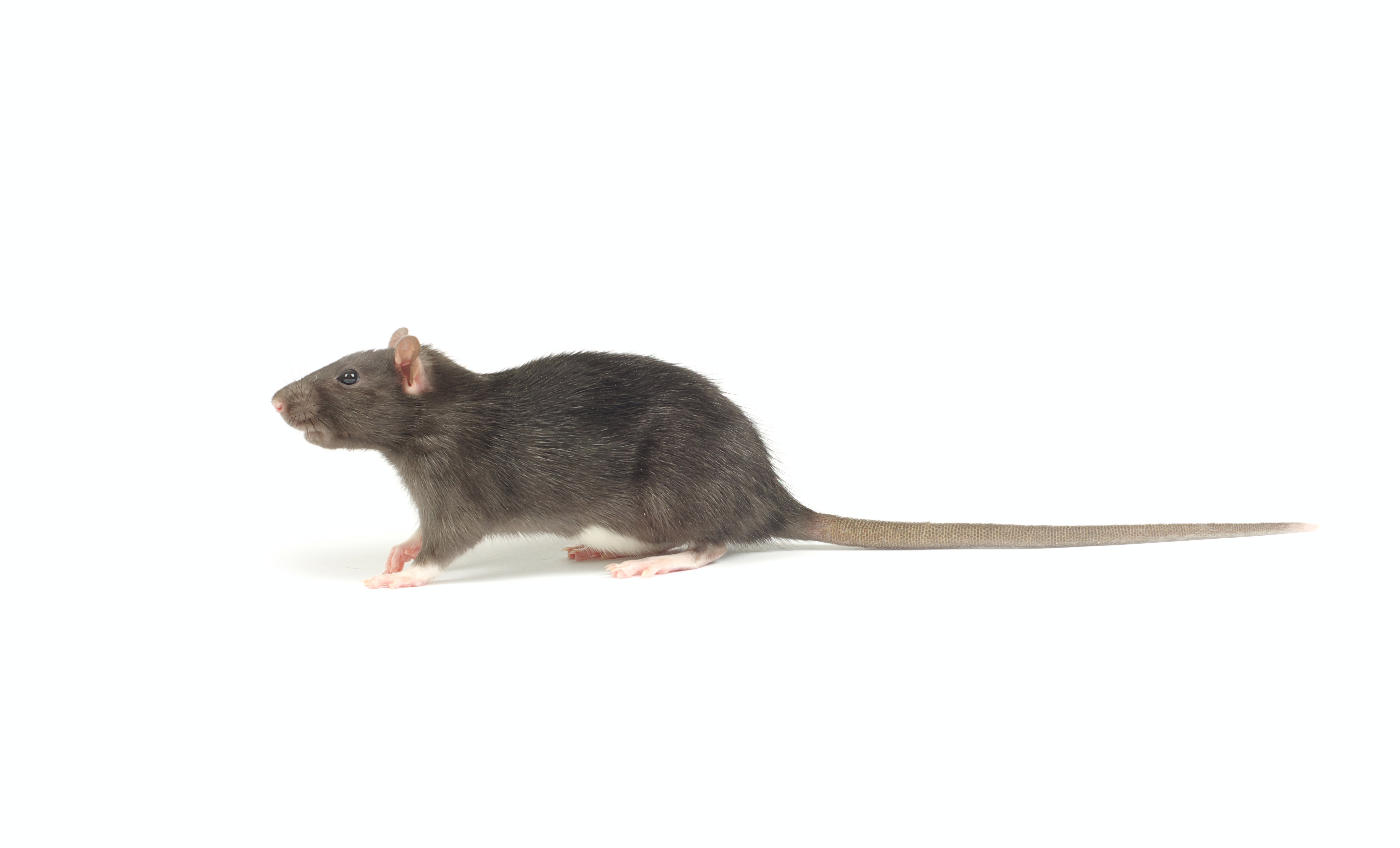 Images Exterminateurs Québec