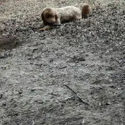 Sniffspot Yolistone Image