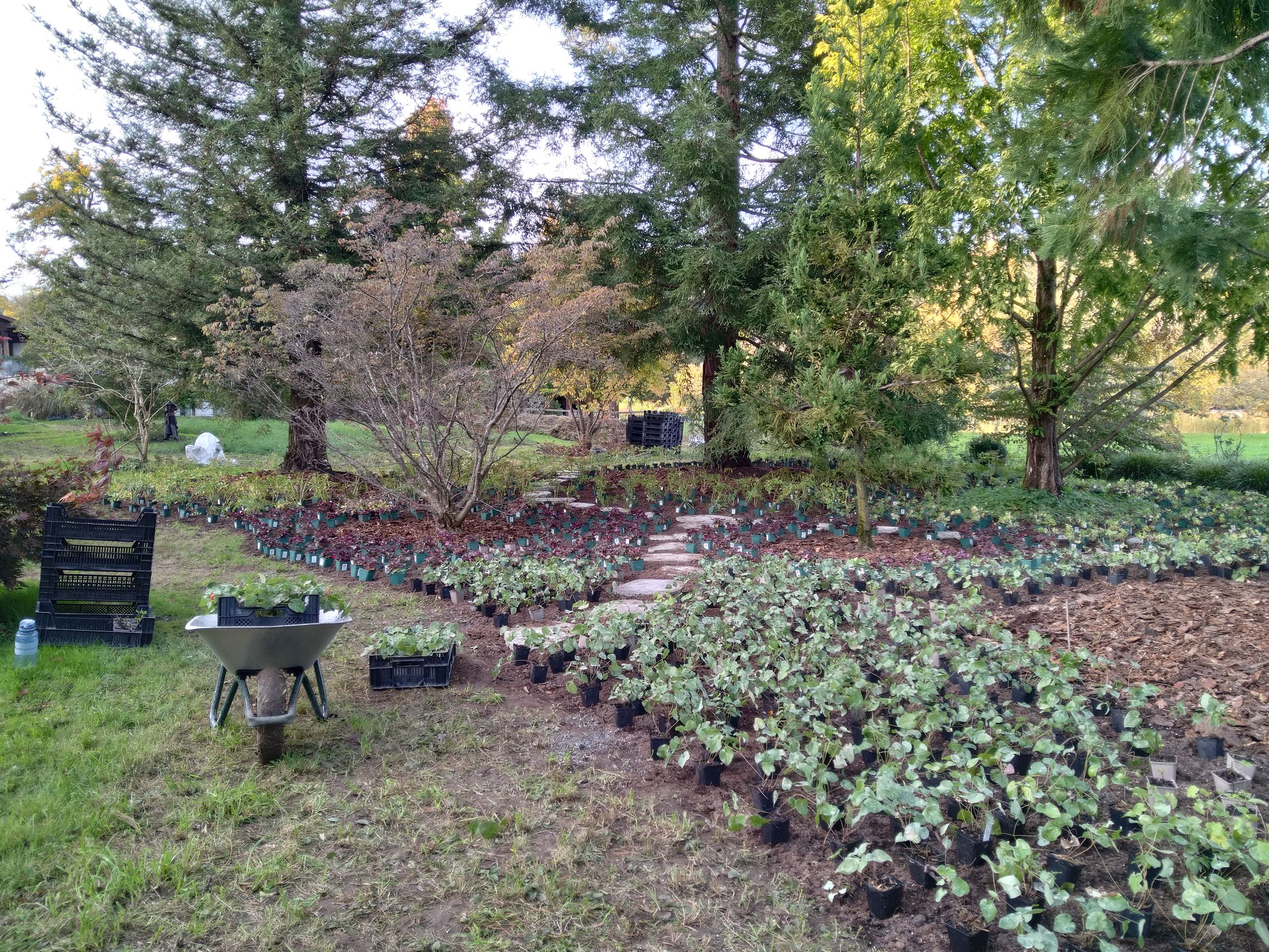 Baumpflege-Gallusser, Bergstrasse 3 in Hinteregg