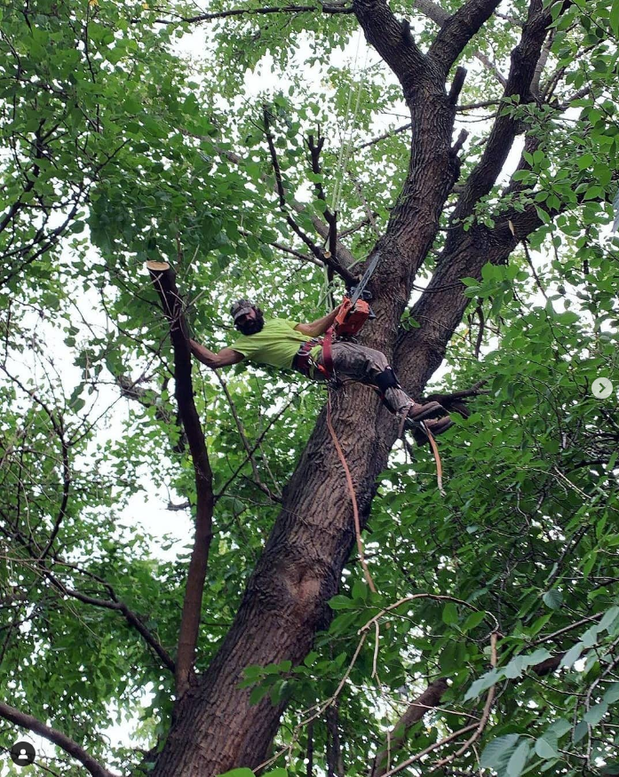 Images Tarzan Tree Removal, LLC