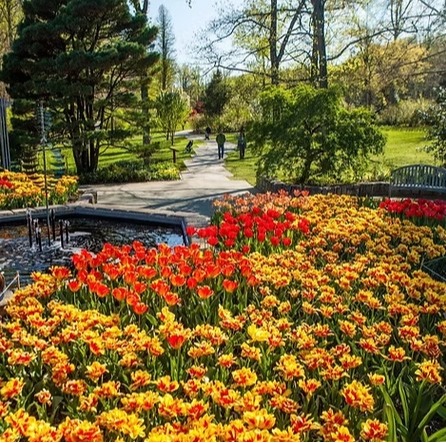 fountain flowers